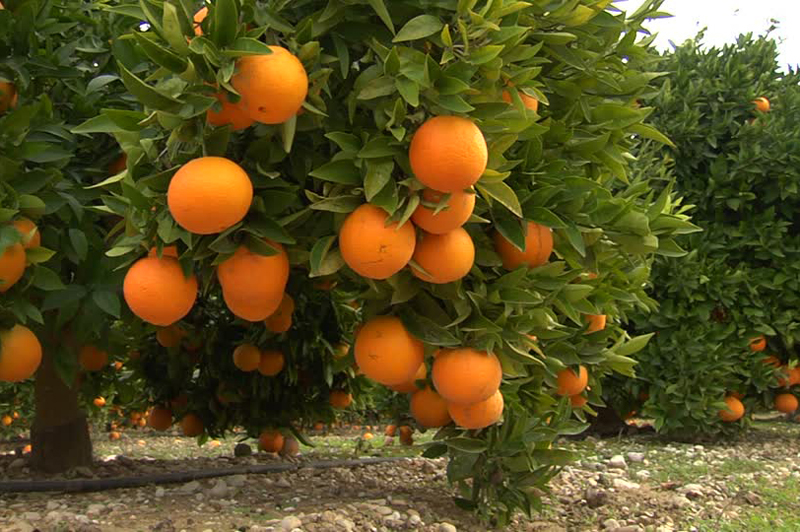 Orange orchards